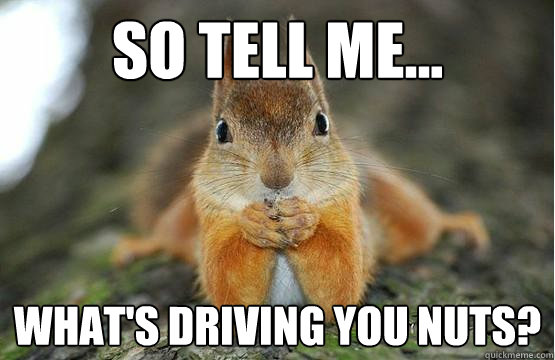 What's driving you nuts? Squirrel