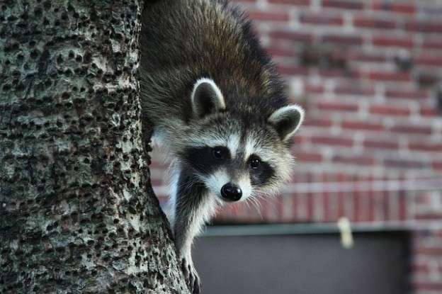 do raccoons hibernate or migrate do raccoons hibernate or migrate