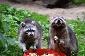 Raccoon Removal