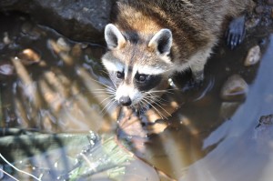 raccoon-78576_640