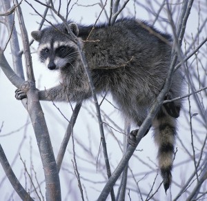 raccoon-86615_640