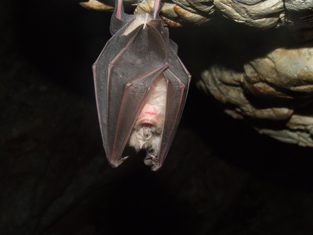 Rabid Bats in Illinois Attic Solutions Blog