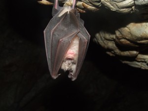 rabid bats 