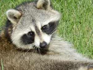 raccoon-83109