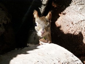 squirrel hiding