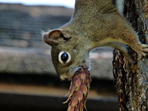 squirrel chewing pinecone