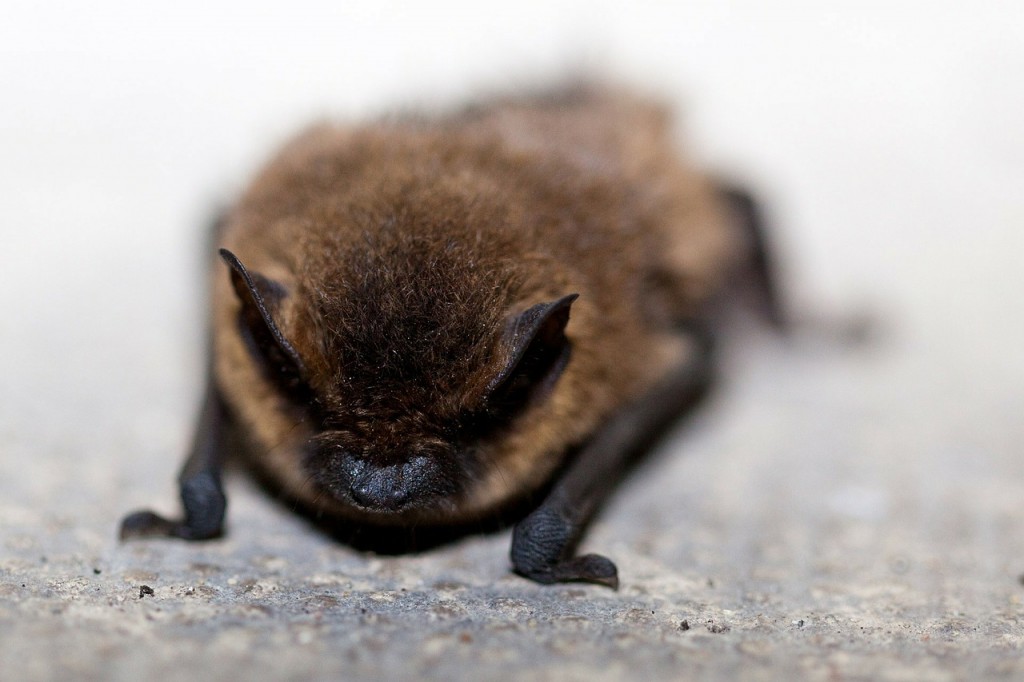 Little Brown Bat