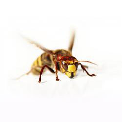 Bees & Wasp Removal Chicago