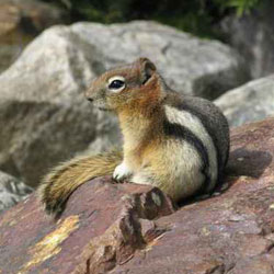 Chipmunk Removal Chicago  Chipmunk Trapping & Control