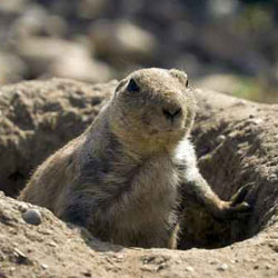 Groundhog Removal Chicago