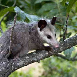 Opossum Removal Chicago