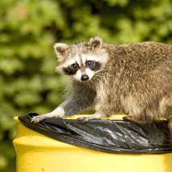Raccoon Removal Chicago