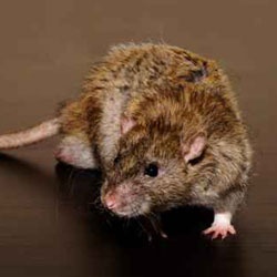 top 10 signs of rats