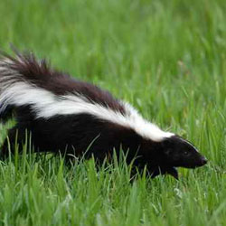 Skunk Removal Chicago