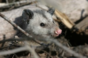 Opossum Removal