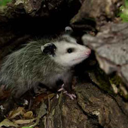 How to Trap a Possum: 10 Tips from Pest Control Experts