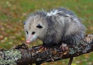 keep opossums away