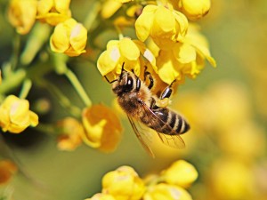 prevent bee and wasp nests