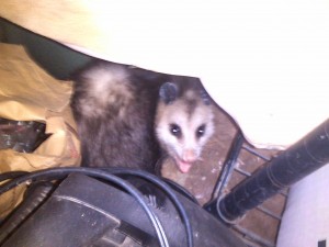 keep opossums away