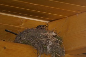 swallows-nest-335050_640