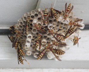 prevent bee and wasp nests