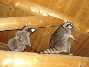 Raccoon Pic 4