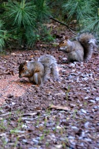 Two Squirrels