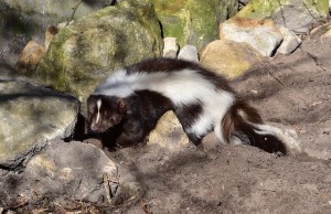 repel skunks