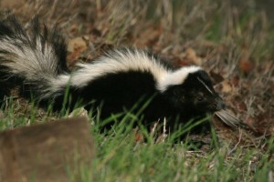 Skunk in a yard