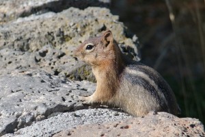 chipmunk damage