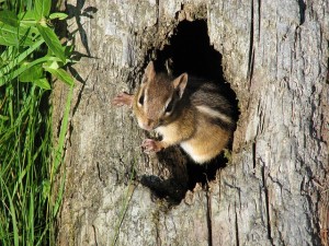 Chipmunk in a tree