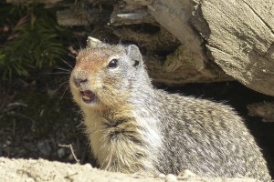 Ground Squirrel