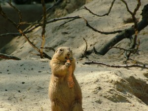 dangerous groundhogs, are groundhogs dangerous