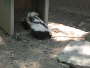 Skunk