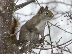 Tree Squirrel