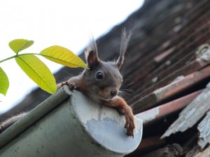 Squirrel on a gutter