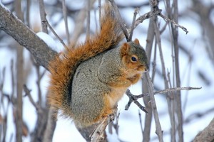 Tree Squirrel, Squirrels