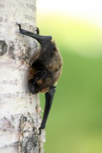 dangerous bats, are bats dangerous