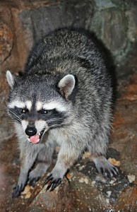Vicious Raccoon, Rabies, Wild Animal, pest control, animal removel
