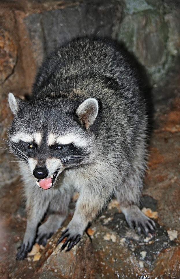 raccoon roundworm