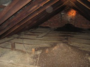 Piles of bat excrement in attic