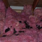 Feces In Attic