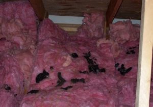 raccoon feces in attic