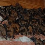 Bat Colony In Attic