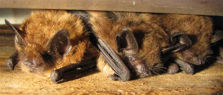Brown bats in attic during winter