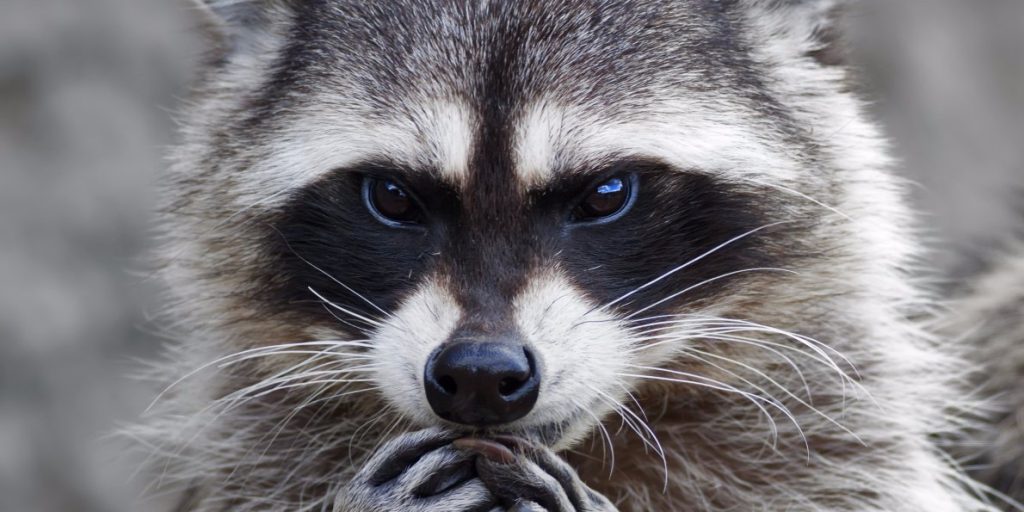Raccoons carrying disease into your home