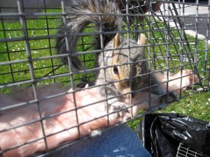 Raccoon Removal Eastmanville, MI - Best Way Animal Removal