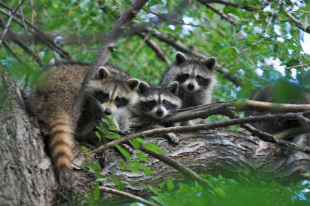 raccoon family on property
