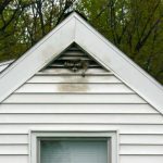 Beware of raccoon feces in attic