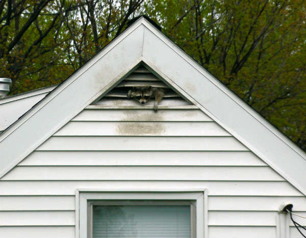 Beware of raccoon feces in attic